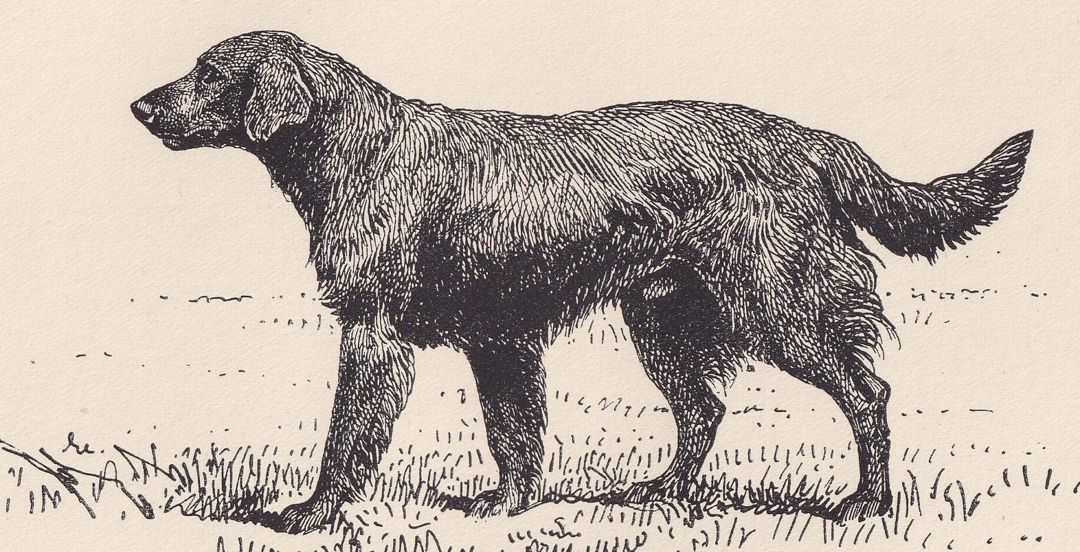 1900 FLAT-COATED RETRIEVER Print - Original Antique Dog Print - R. H. Moore - Dog Wall Art - Dog Lover - Dog Gift - 8.6 x 5.6 Inches