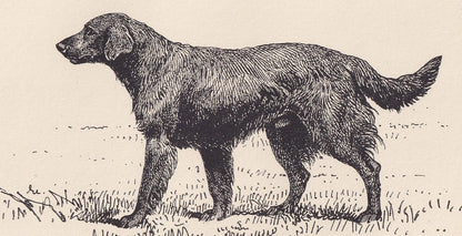 1900 FLAT-COATED RETRIEVER Print - Original Antique Dog Print - R. H. Moore - Dog Wall Art - Dog Lover - Dog Gift - 8.6 x 5.6 Inches
