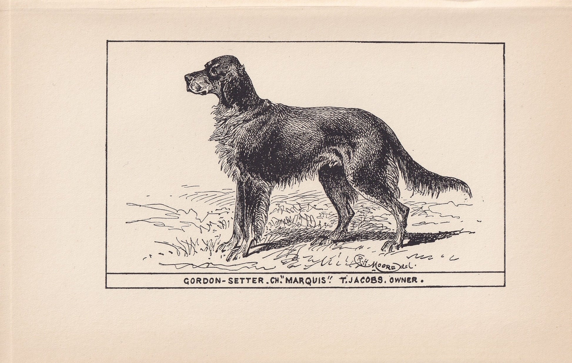 1900 GORDON SETTER DOG Print - Original Antique Dog Print - R. H. Moore - Dog Wall Art - Dog Lover - Dog Gift - 8.6 x 5.6 Inches