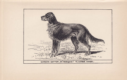 1900 GORDON SETTER DOG Print - Original Antique Dog Print - R. H. Moore - Dog Wall Art - Dog Lover - Dog Gift - 8.6 x 5.6 Inches