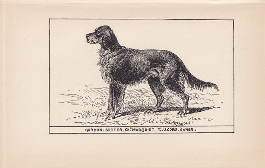 1900 GORDON SETTER DOG Print - Original Antique Dog Print - R. H. Moore - Dog Wall Art - Dog Lover - Dog Gift - 8.6 x 5.6 Inches