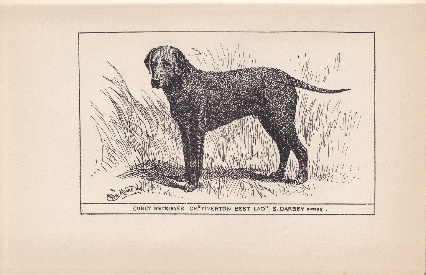 1900 CURLY-COATED RETRIEVER Print - Original Antique Dog Print - R. H. Moore - Dog Wall Art - Dog Lover - Dog Gift - 8.6 x 5.6 Inches
