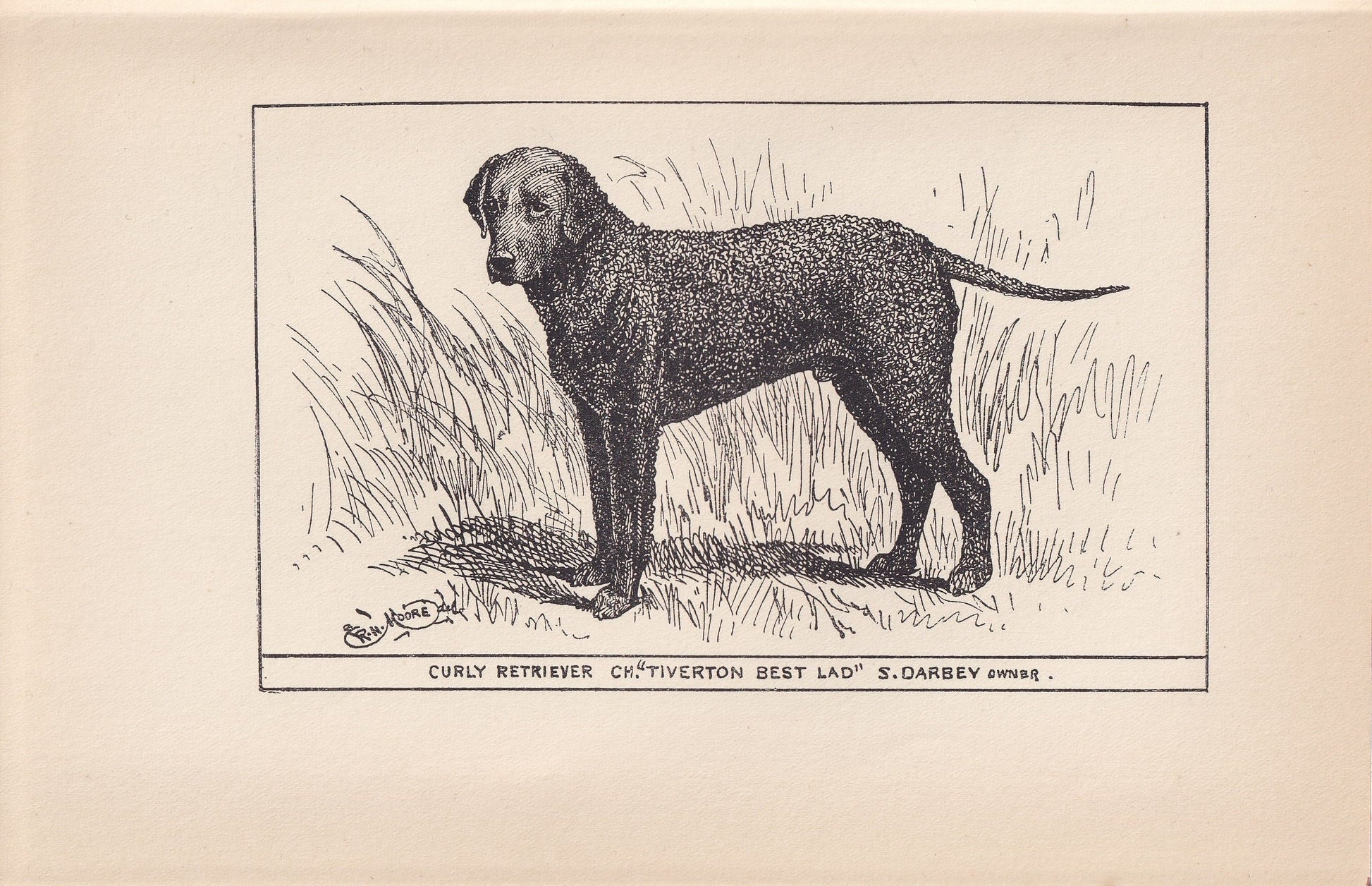 1900 CURLY-COATED RETRIEVER Print - Original Antique Dog Print - R. H. Moore - Dog Wall Art - Dog Lover - Dog Gift - 8.6 x 5.6 Inches