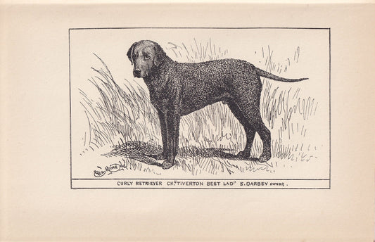 1900 CURLY-COATED RETRIEVER Print - Original Antique Dog Print - R. H. Moore - Dog Wall Art - Dog Lover - Dog Gift - 8.6 x 5.6 Inches