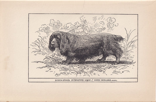 1900 SUSSEX SPANIEL DOG Print - Original Antique Dog Print - R. H. Moore - Dog Wall Art - Dog Lover - Dog Gift - 8.6 x 5.6 Inches