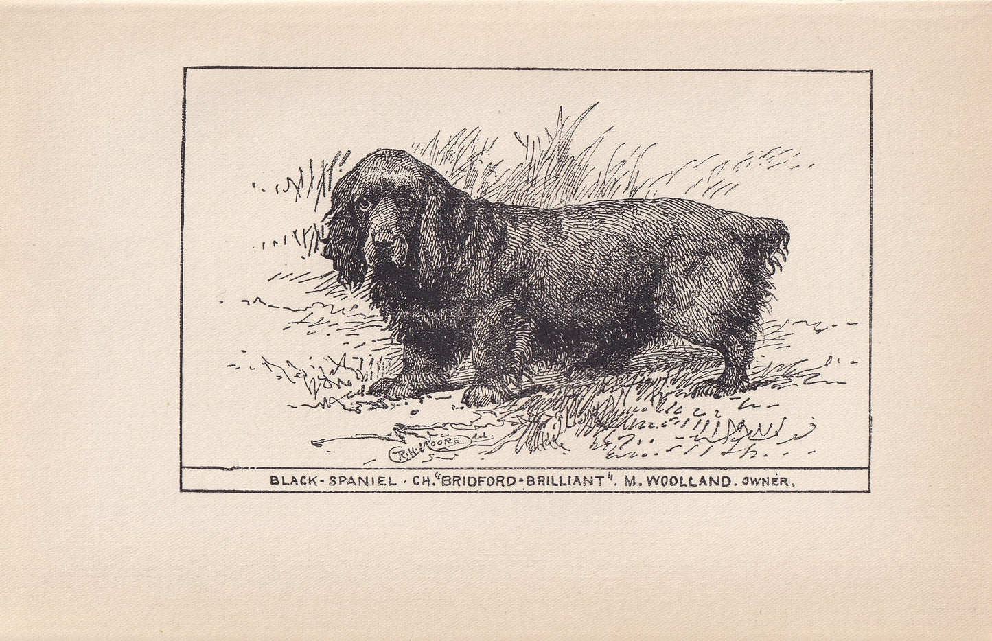 1900 BLACK SPANIEL DOG Print - Original Antique Dog Print - R. H. Moore - Dog Wall Art - Dog Lover - Dog Gift - 8.6 x 5.6 Inches