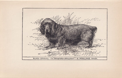 1900 BLACK SPANIEL DOG Print - Original Antique Dog Print - R. H. Moore - Dog Wall Art - Dog Lover - Dog Gift - 8.6 x 5.6 Inches