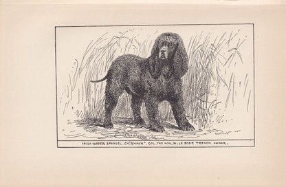 1900 IRISH WATER SPANIEL Dog Print - Original Antique Dog Print - R. H. Moore - Dog Wall Art - Dog Lover - Dog Gift - 8.6 x 5