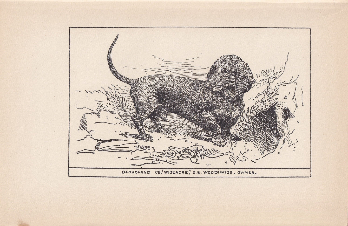 1900 DACHSHUND DOG Print - Original Antique Dog Print - R. H. Moore - Dog Wall Art - Dog Lover - Dog Gift - 8.6 x 5.6 Inches