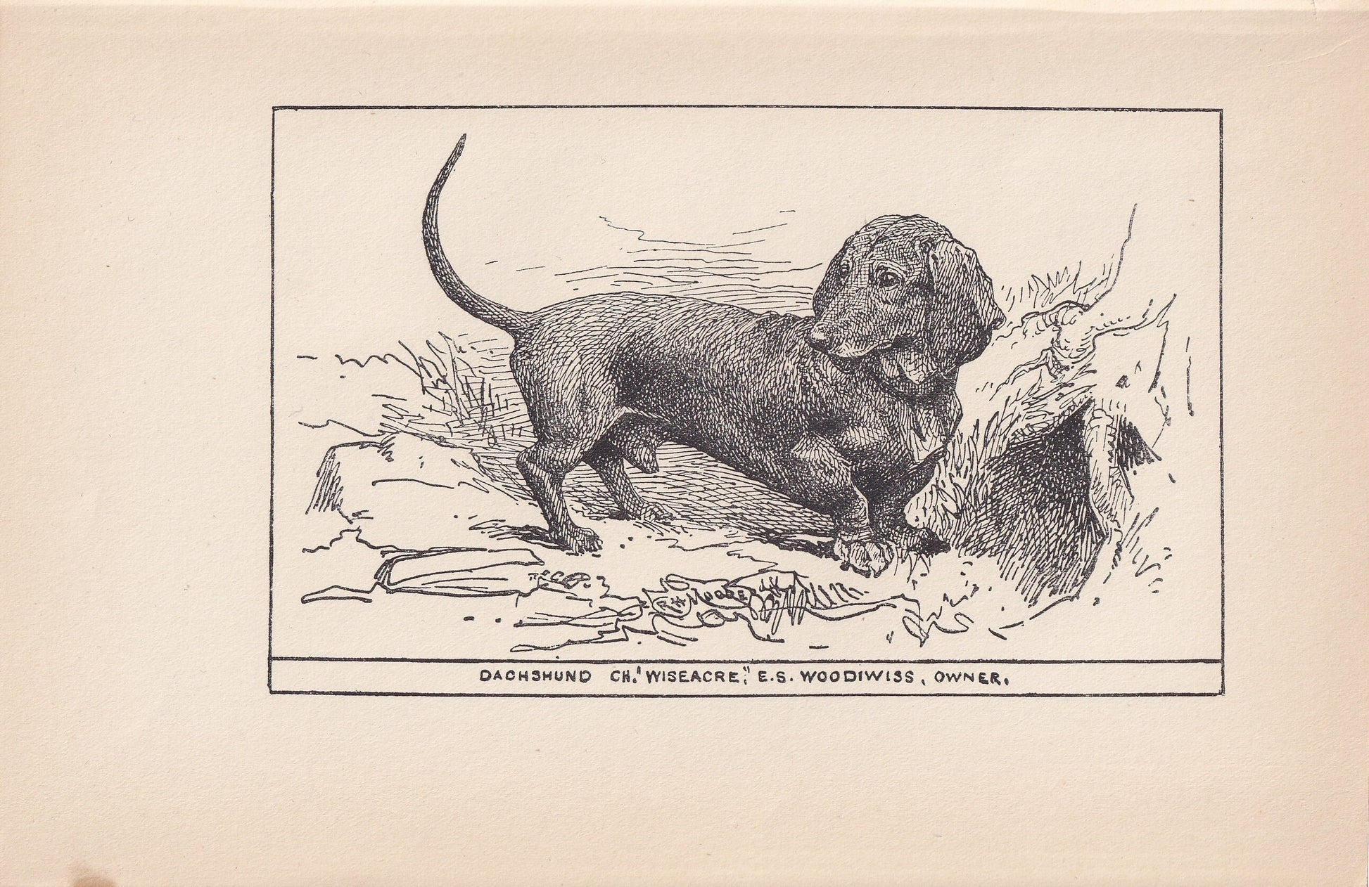 1900 DACHSHUND DOG Print - Original Antique Dog Print - R. H. Moore - Dog Wall Art - Dog Lover - Dog Gift - 8.6 x 5.6 Inches