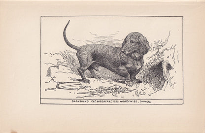 1900 DACHSHUND DOG Print - Original Antique Dog Print - R. H. Moore - Dog Wall Art - Dog Lover - Dog Gift - 8.6 x 5.6 Inches