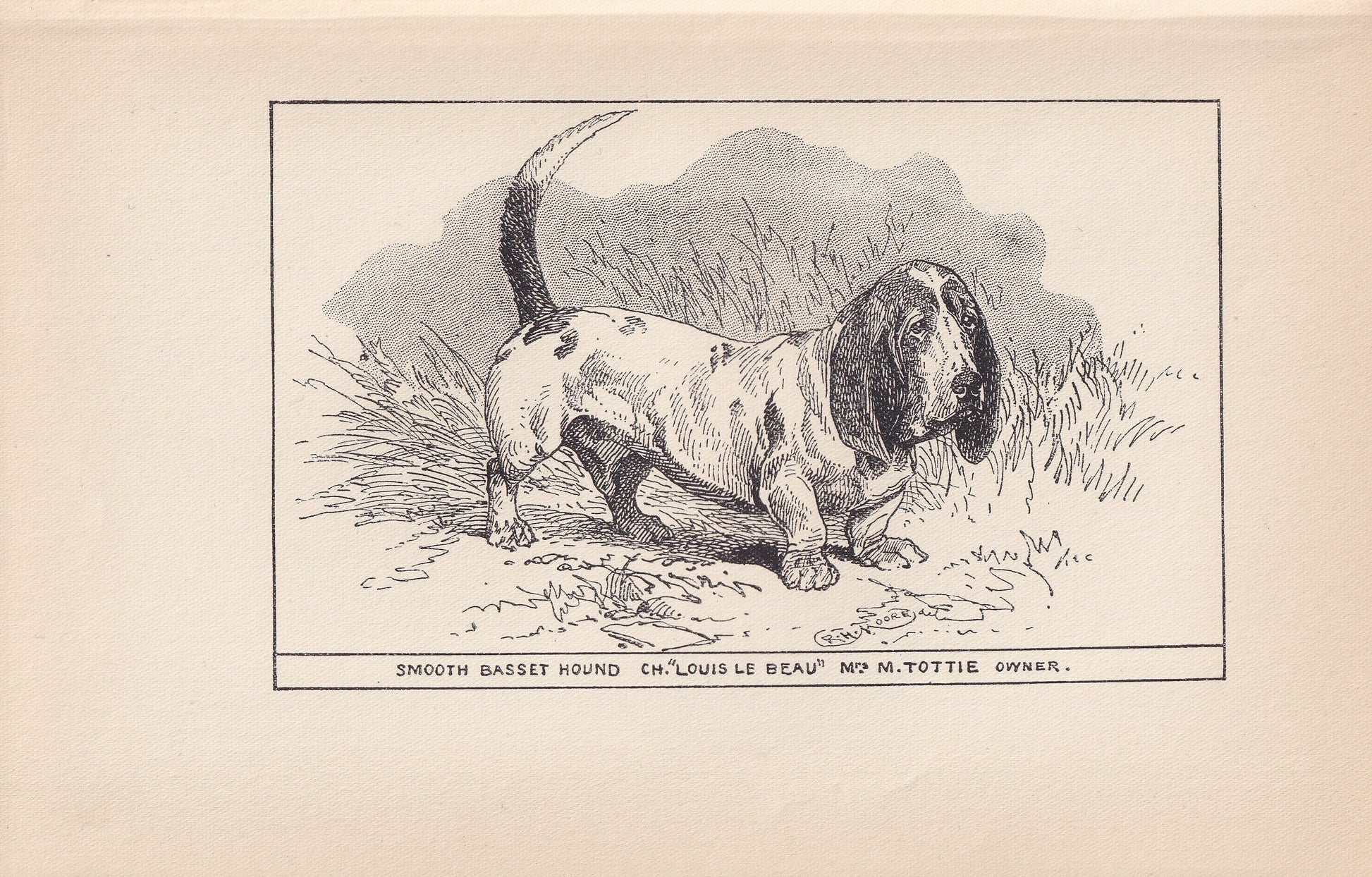 1900 BASSET HOUND DOG Print - Original Antique Dog Print - R. H. Moore - Dog Wall Art - Dog Lover - Dog Gift - 8.6 x 5.6 Inches