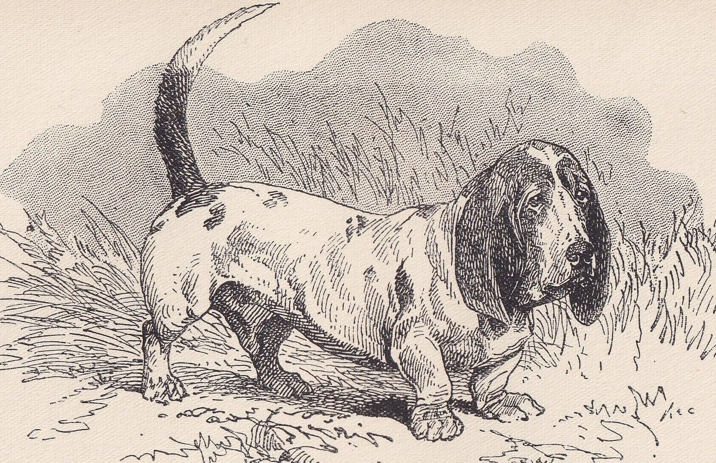 1900 BASSET HOUND DOG Print - Original Antique Dog Print - R. H. Moore - Dog Wall Art - Dog Lover - Dog Gift - 8.6 x 5.6 Inches
