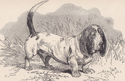 1900 BASSET HOUND DOG Print - Original Antique Dog Print - R. H. Moore - Dog Wall Art - Dog Lover - Dog Gift - 8.6 x 5.6 Inches