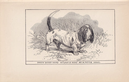 1900 BASSET HOUND DOG Print - Original Antique Dog Print - R. H. Moore - Dog Wall Art - Dog Lover - Dog Gift - 8.6 x 5.6 Inches