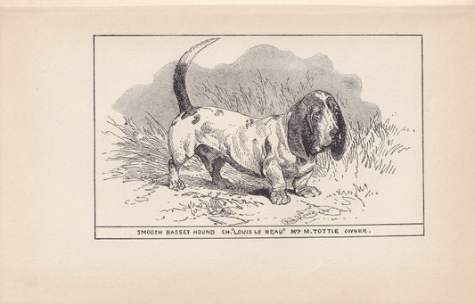 1900 BASSET HOUND DOG Print - Original Antique Dog Print - R. H. Moore - Dog Wall Art - Dog Lover - Dog Gift - 8.6 x 5.6 Inches