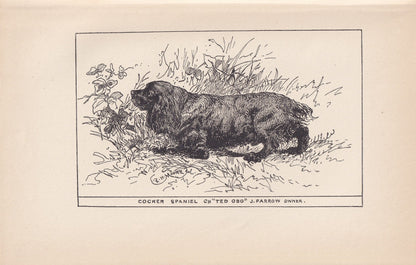 1900 COCKER SPANIEL DOG Print - Original Antique Dog Print - R. H. Moore - Dog Wall Art - Dog Lover - Dog Gift - 8.6 x 5.6 Inches