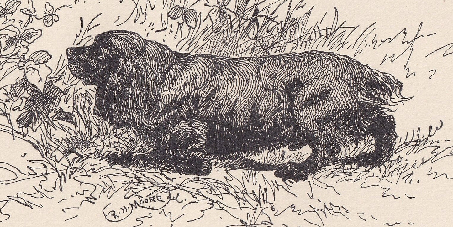 1900 COCKER SPANIEL DOG Print - Original Antique Dog Print - R. H. Moore - Dog Wall Art - Dog Lover - Dog Gift - 8.6 x 5.6 Inches