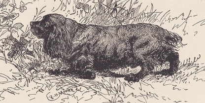 1900 COCKER SPANIEL DOG Print - Original Antique Dog Print - R. H. Moore - Dog Wall Art - Dog Lover - Dog Gift - 8.6 x 5.6 Inches