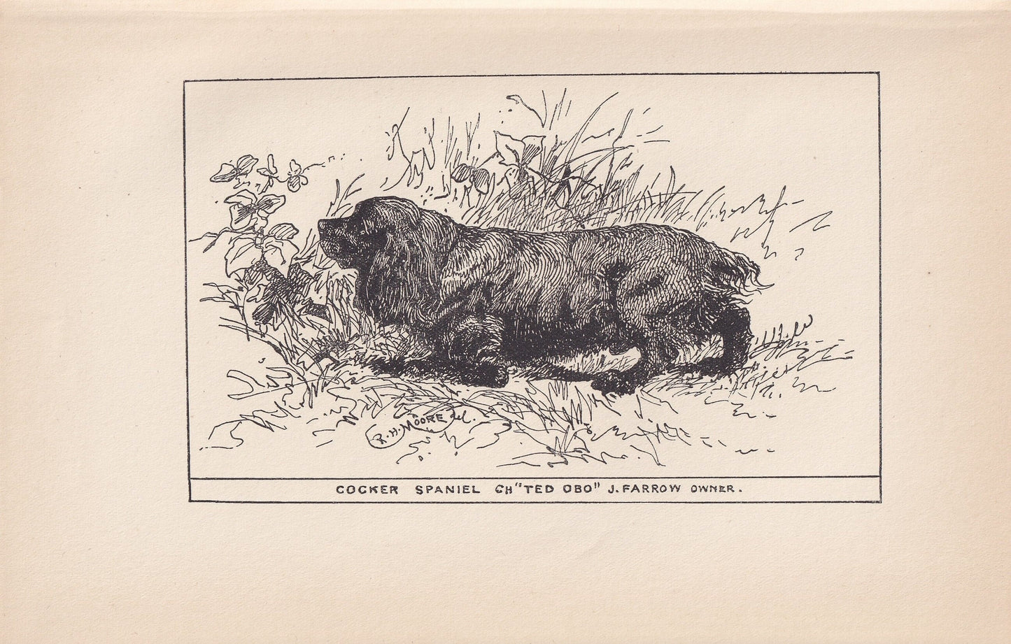 1900 COCKER SPANIEL DOG Print - Original Antique Dog Print - R. H. Moore - Dog Wall Art - Dog Lover - Dog Gift - 8.6 x 5.6 Inches