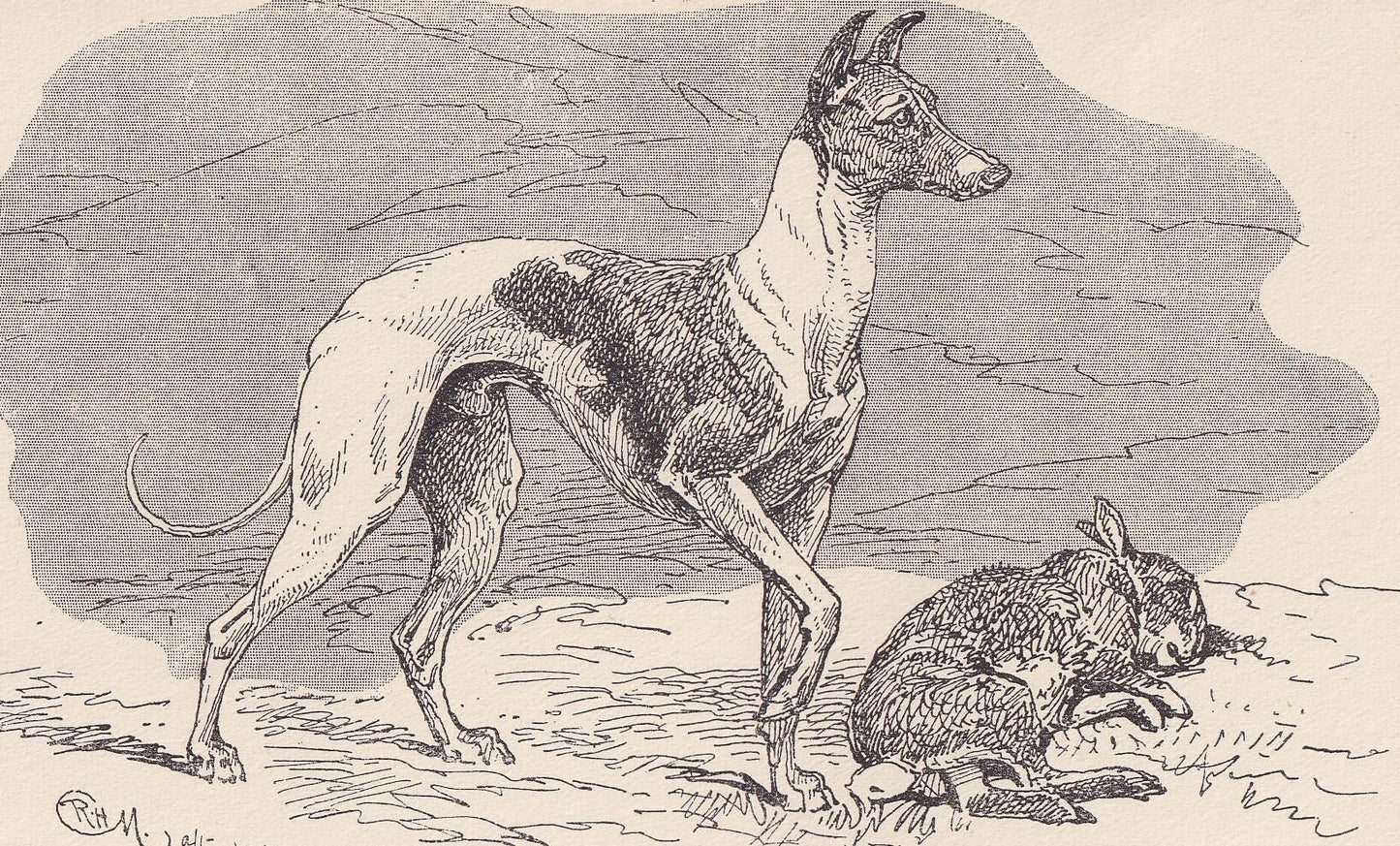 1900 WHIPPET DOG Print - Original Antique Dog Print - R. H. Moore - Dog Wall Art - Dog Lover - Dog Gift - 8.6 x 5.6 Inches