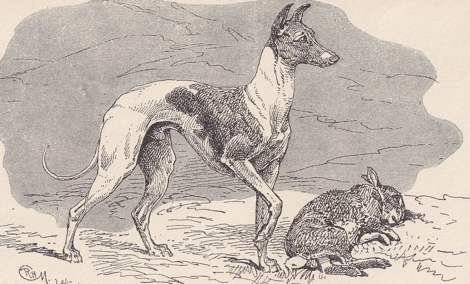 1900 WHIPPET DOG Print - Original Antique Dog Print - R. H. Moore - Dog Wall Art - Dog Lover - Dog Gift - 8.6 x 5.6 Inches