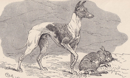 1900 WHIPPET DOG Print - Original Antique Dog Print - R. H. Moore - Dog Wall Art - Dog Lover - Dog Gift - 8.6 x 5.6 Inches