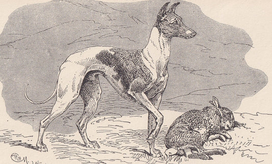 1900 WHIPPET DOG Print - Original Antique Dog Print - R. H. Moore - Dog Wall Art - Dog Lover - Dog Gift - 8.6 x 5.6 Inches