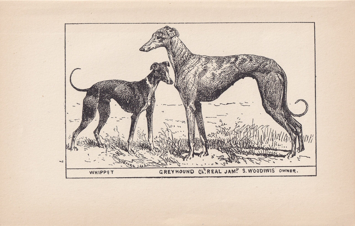 1900 WHIPPET & GREYHOUND DOG Print - Original Antique Dog Print - R. H. Moore - Dog Wall Art - Dog Lover - Dog Gift - 8.6 x 5