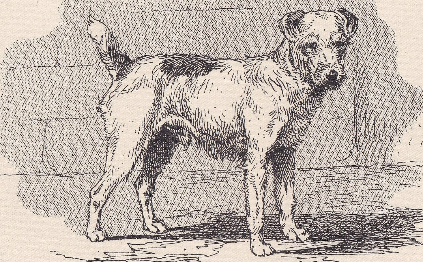 1900 WIRE FOX TERRIER Dog Print - Original Antique Dog Print - R. H. Moore - Dog Wall Art - Dog Lover - Dog Gift - 8.6 x 5.6 Inches