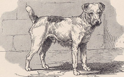 1900 WIRE FOX TERRIER Dog Print - Original Antique Dog Print - R. H. Moore - Dog Wall Art - Dog Lover - Dog Gift - 8.6 x 5.6 Inches