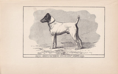 1900 SMOOTH FOX TERRIER Dog Print - Original Antique Dog Print - R. H. Moore - Dog Wall Art - Dog Lover - Dog Gift - 8.6 x 5.6 Inches