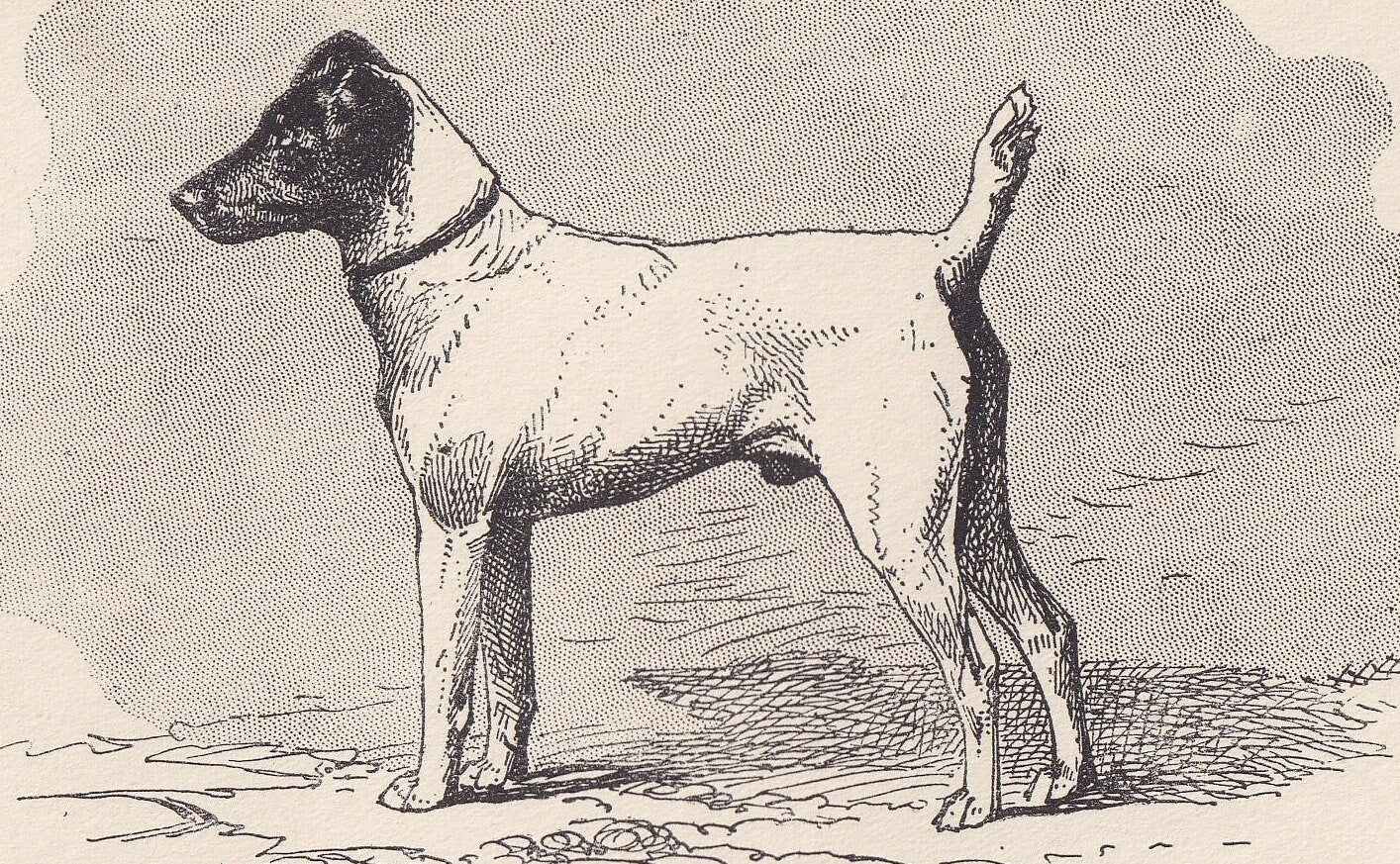 1900 SMOOTH FOX TERRIER Dog Print - Original Antique Dog Print - R. H. Moore - Dog Wall Art - Dog Lover - Dog Gift - 8.6 x 5.6 Inches