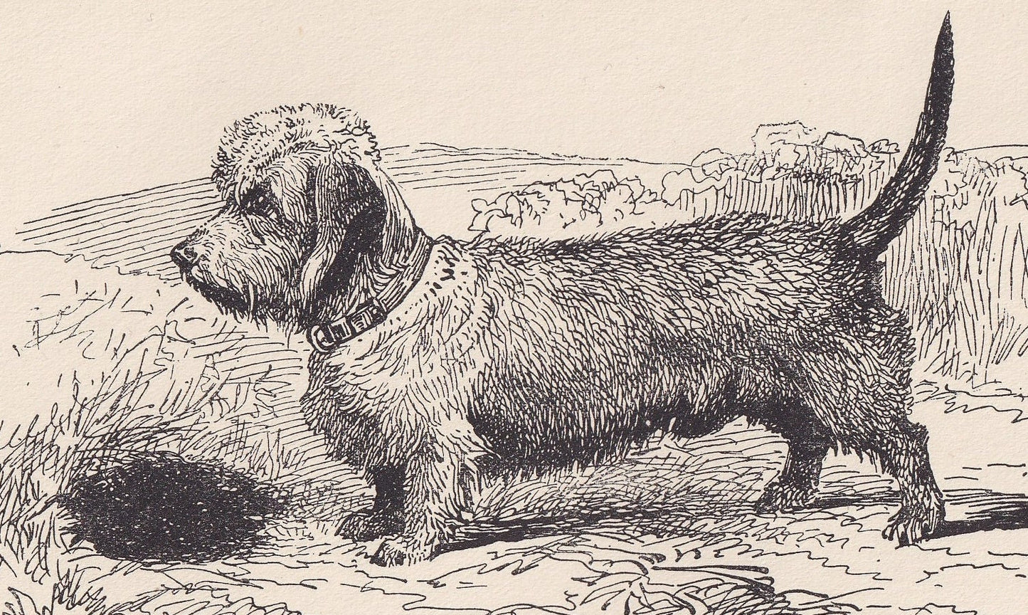 1900 DANDIE DINMONT TERRIER Dog Print - Original Antique Dog Print - R. H. Moore - Dog Wall Art - Dog Lover - Dog Gift - 8.6 x 5.6 Inches