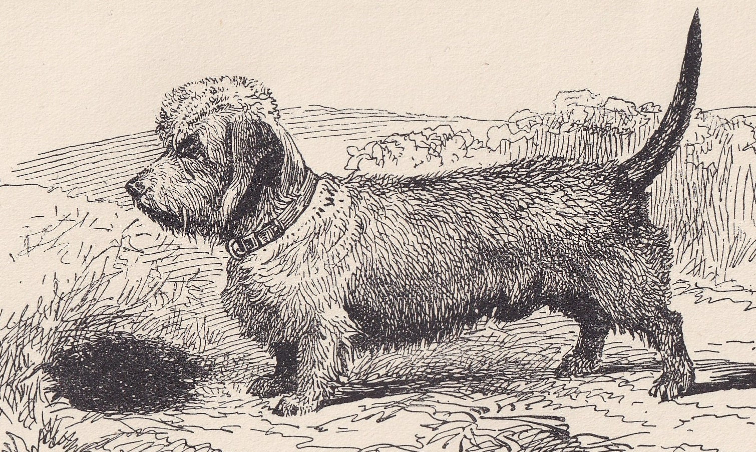 1900 DANDIE DINMONT TERRIER Dog Print - Original Antique Dog Print - R. H. Moore - Dog Wall Art - Dog Lover - Dog Gift - 8.6 x 5.6 Inches
