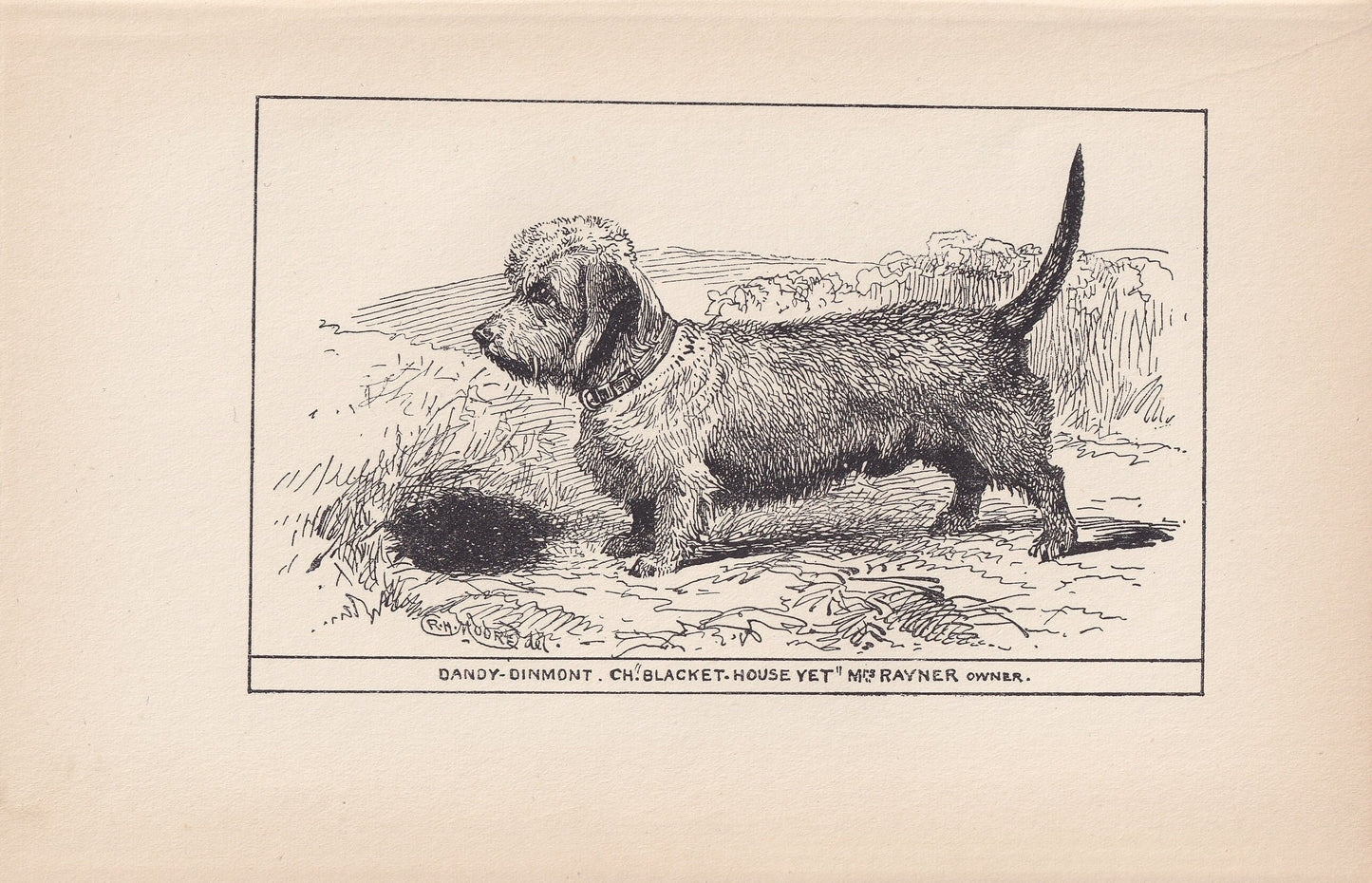 1900 DANDIE DINMONT TERRIER Dog Print - Original Antique Dog Print - R. H. Moore - Dog Wall Art - Dog Lover - Dog Gift - 8.6 x 5.6 Inches