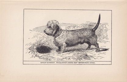 1900 DANDIE DINMONT TERRIER Dog Print - Original Antique Dog Print - R. H. Moore - Dog Wall Art - Dog Lover - Dog Gift - 8.6 x 5.6 Inches