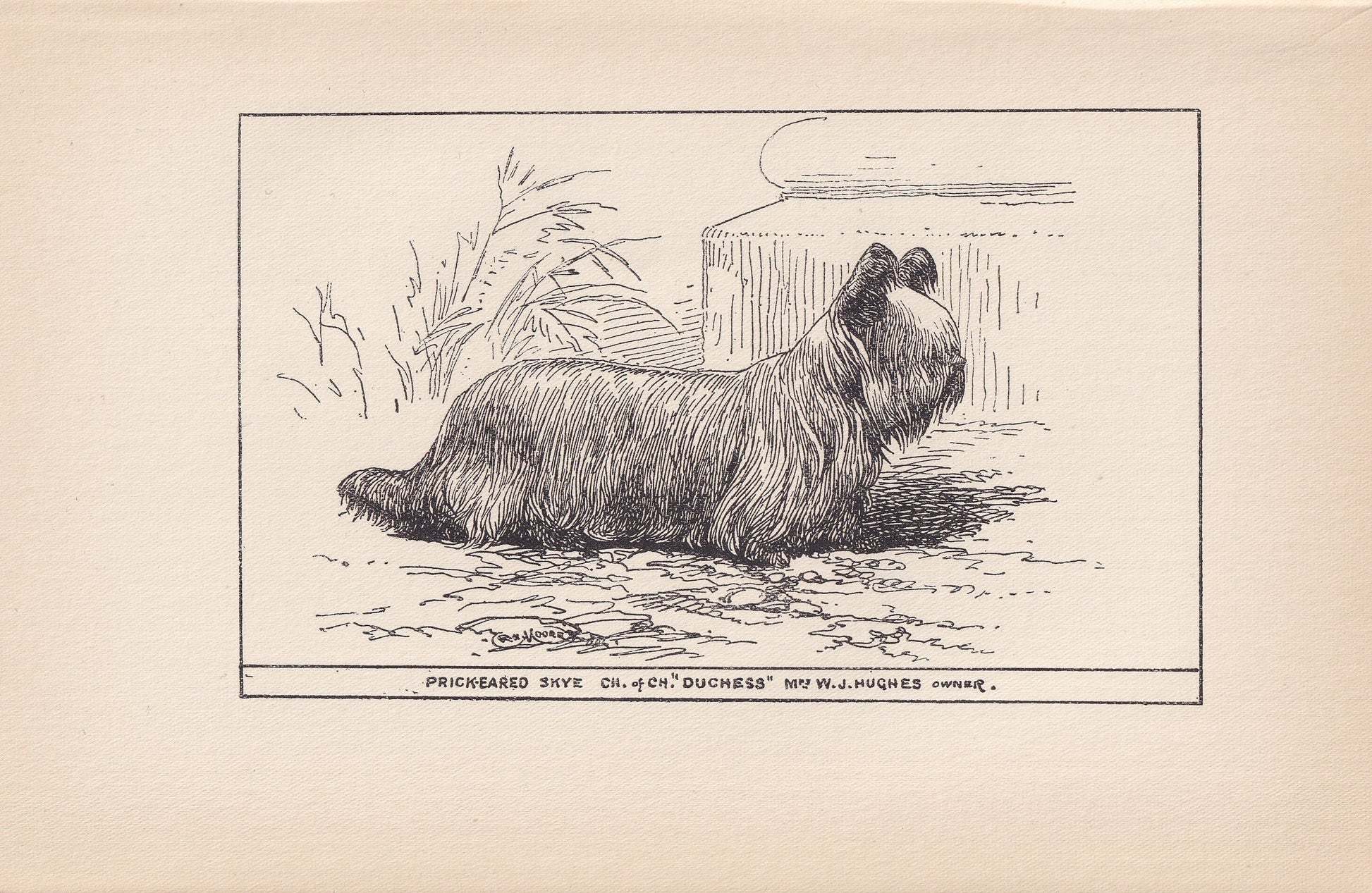 1900 SKYE TERRIER DOG Print - Original Antique Dog Print - R. H. Moore - Dog Wall Art - Dog Lover - Dog Gift - 8.6 x 5.6 Inches