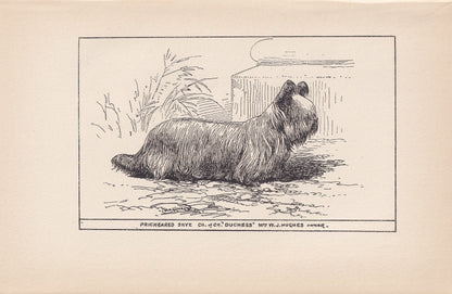 1900 SKYE TERRIER DOG Print - Original Antique Dog Print - R. H. Moore - Dog Wall Art - Dog Lover - Dog Gift - 8.6 x 5.6 Inches