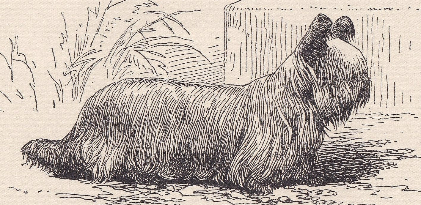 1900 SKYE TERRIER DOG Print - Original Antique Dog Print - R. H. Moore - Dog Wall Art - Dog Lover - Dog Gift - 8.6 x 5.6 Inches