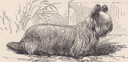 1900 SKYE TERRIER DOG Print - Original Antique Dog Print - R. H. Moore - Dog Wall Art - Dog Lover - Dog Gift - 8.6 x 5.6 Inches