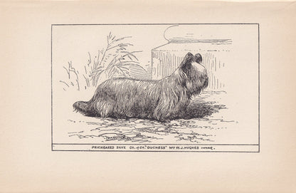 1900 SKYE TERRIER DOG Print - Original Antique Dog Print - R. H. Moore - Dog Wall Art - Dog Lover - Dog Gift - 8.6 x 5.6 Inches