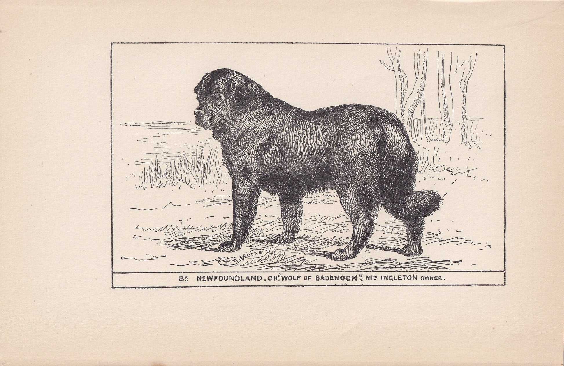 1900 NEWFOUNDLAND DOG Print - Original Antique Dog Print - R. H. Moore - Dog Wall Art - Dog Lover - Dog Gift - 8.6 x 5.6 Inches