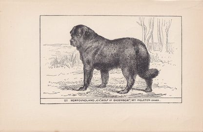 1900 NEWFOUNDLAND DOG Print - Original Antique Dog Print - R. H. Moore - Dog Wall Art - Dog Lover - Dog Gift - 8.6 x 5.6 Inches