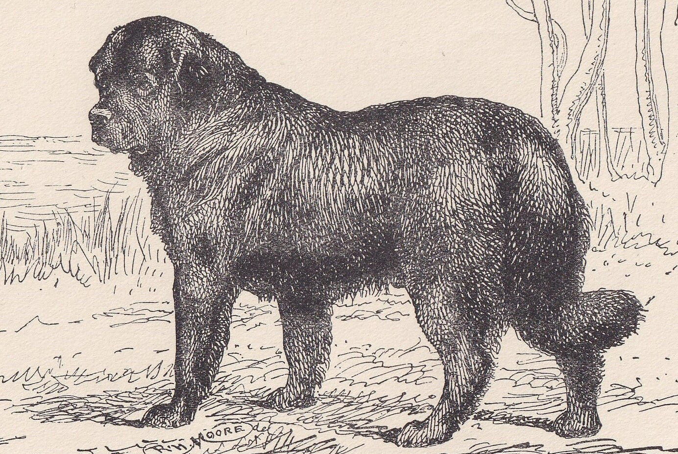 1900 NEWFOUNDLAND DOG Print - Original Antique Dog Print - R. H. Moore - Dog Wall Art - Dog Lover - Dog Gift - 8.6 x 5.6 Inches