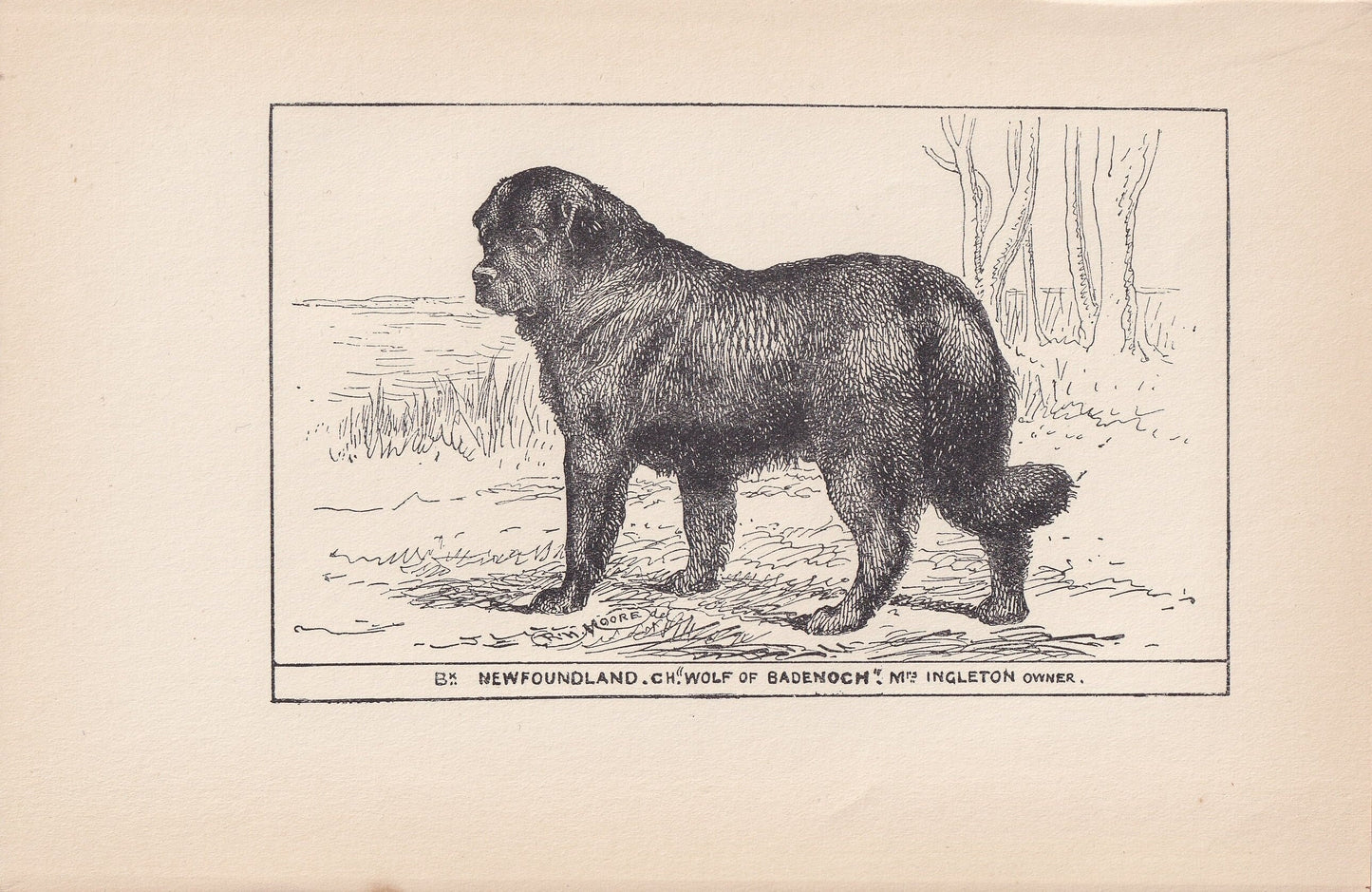 1900 NEWFOUNDLAND DOG Print - Original Antique Dog Print - R. H. Moore - Dog Wall Art - Dog Lover - Dog Gift - 8.6 x 5.6 Inches