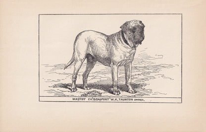 1900 MASTIFF DOG Print - Original Antique Dog Print - R. H. Moore - Dog Wall Art - Dog Lover - Dog Gift - 8.6 x 5.6 Inches