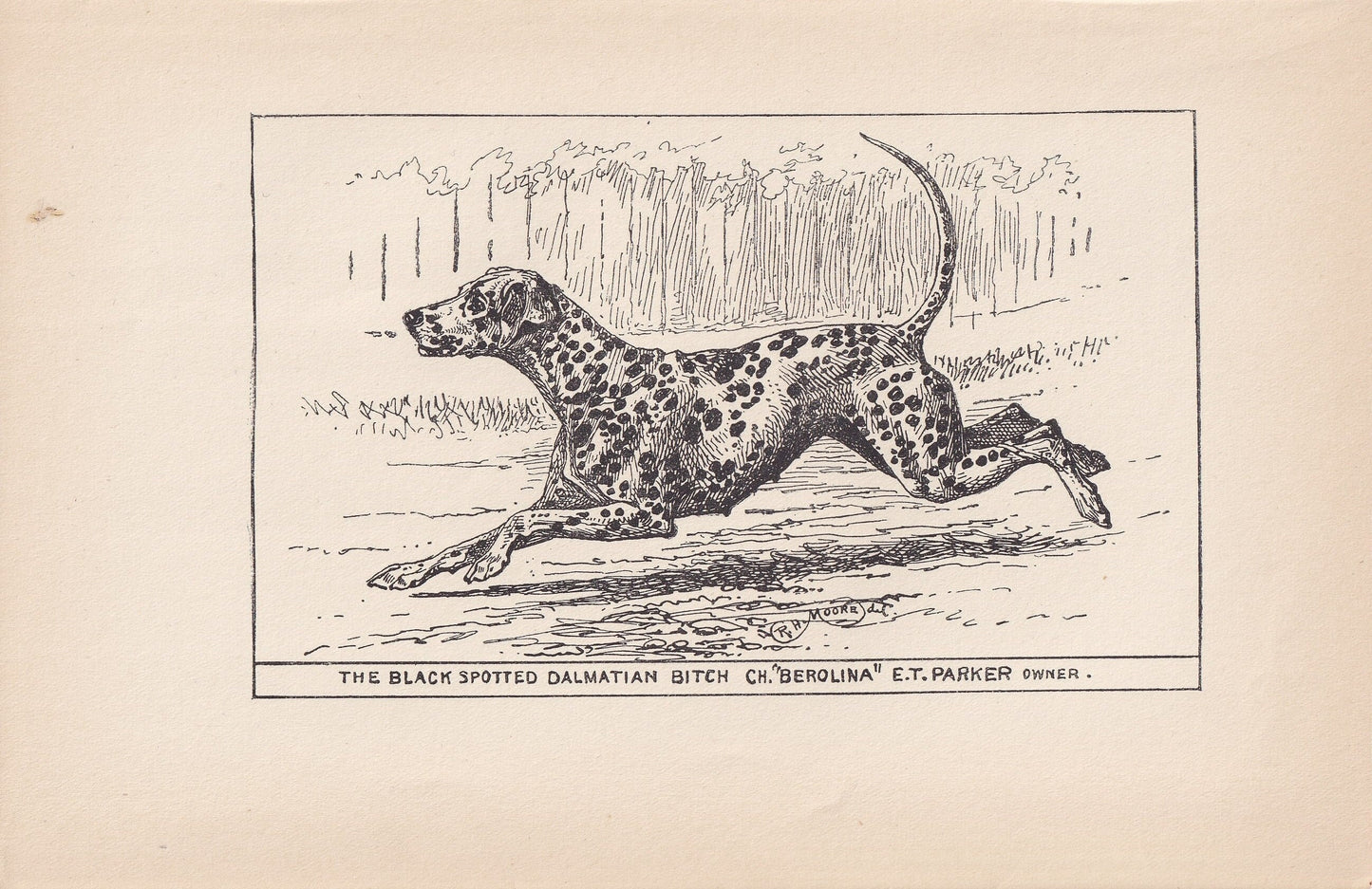 1900 DALMATIAN DOG Print - Original Antique Dog Print - R. H. Moore - Dog Wall Art - Dog Lover - Dog Gift - 8.6 x 5.6 Inches
