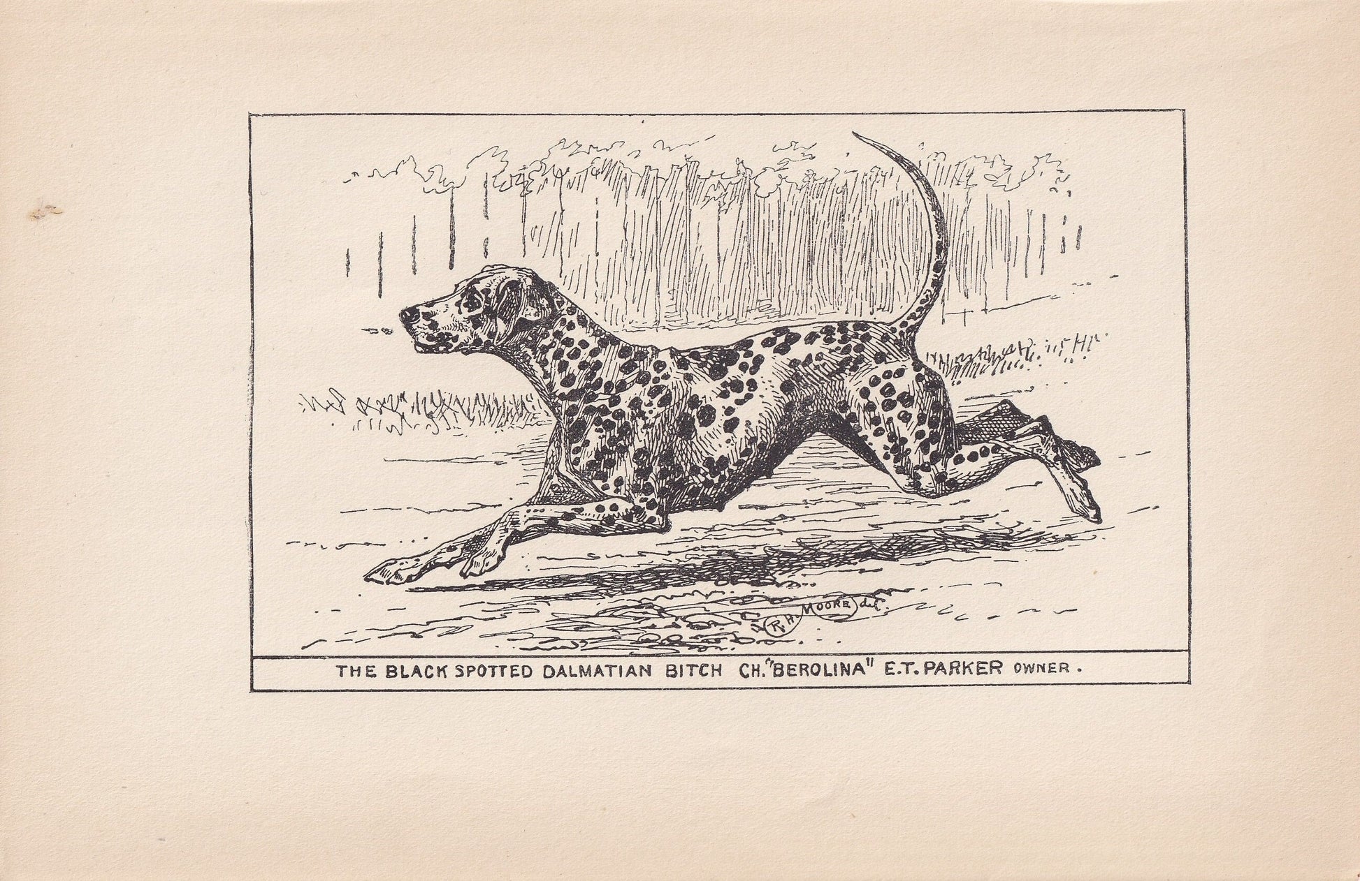 1900 DALMATIAN DOG Print - Original Antique Dog Print - R. H. Moore - Dog Wall Art - Dog Lover - Dog Gift - 8.6 x 5.6 Inches