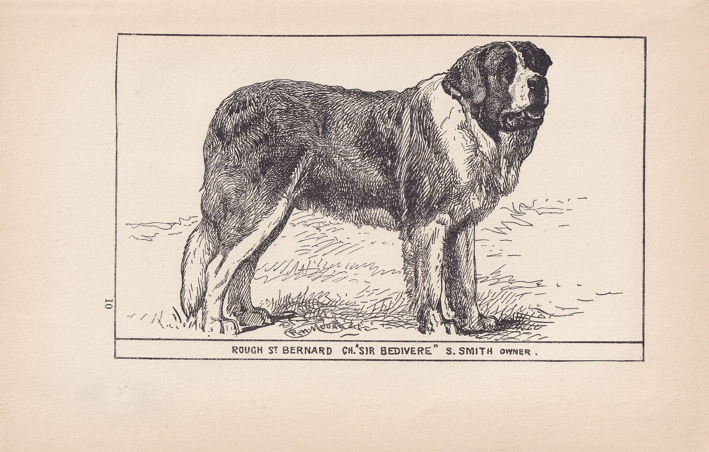 1900 SAINT BERNARD DOG Print - Original Antique Dog Print - R. H. Moore - Dog Wall Art - Dog Lover - Dog Gift - 8.6 x 5.6 Inches
